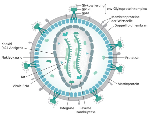 Hiv virus aids Epidemie